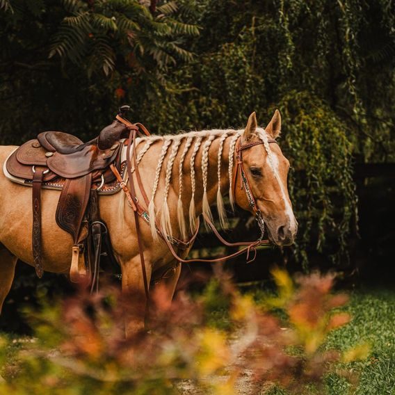 *W* Uzdečka Cassini Feather