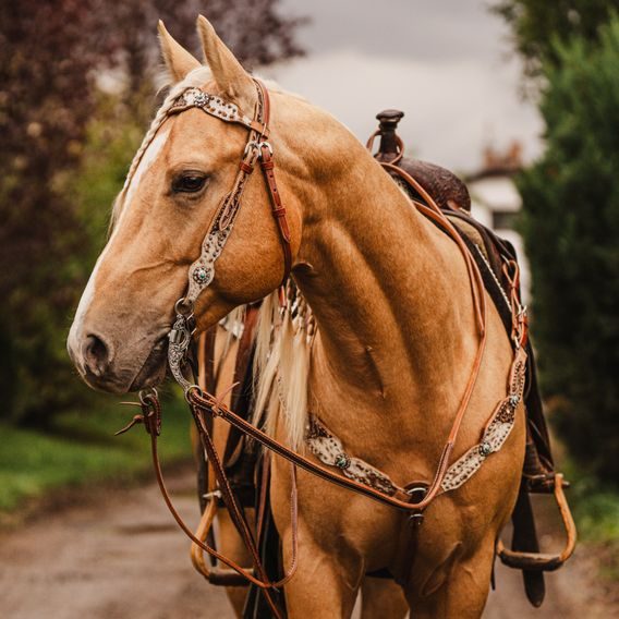 *W* Uzdečka westernová Cassini Braice