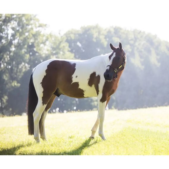 Hračka pro koně Kentucky Relax Horse Alvin DOPRODEJ