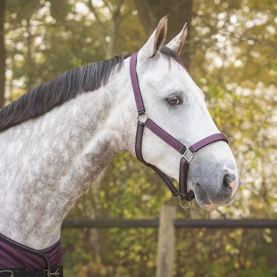 Ohlávka QHP nylon s vodítkem Kolekce 2025/26