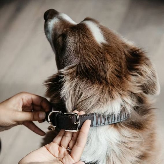 Obojek Kentucky Triangle