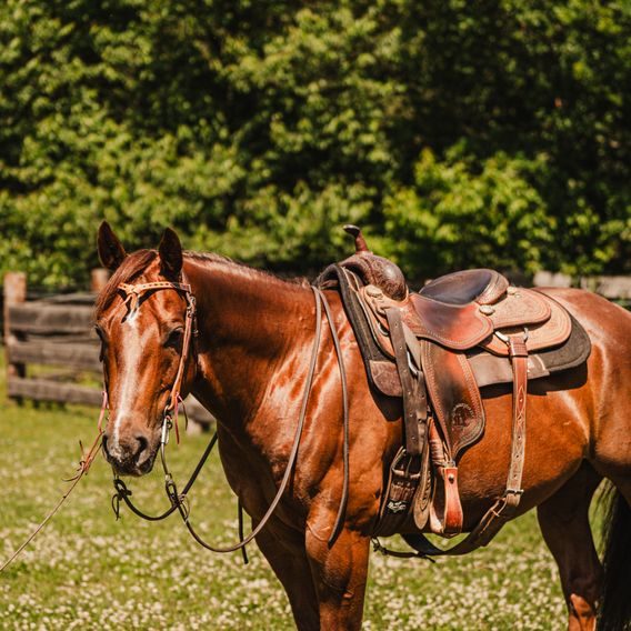 *W* Uzdečka Cassini Futirity