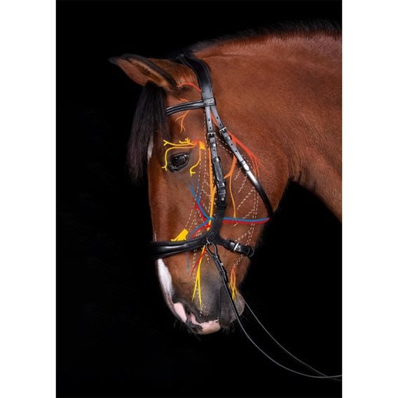 Uzdečka Schockemöhle Equitus Theta anatomická DOPRODEJ