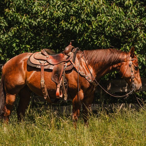 *W* Uzdečka a poprsník Cassini Ingi