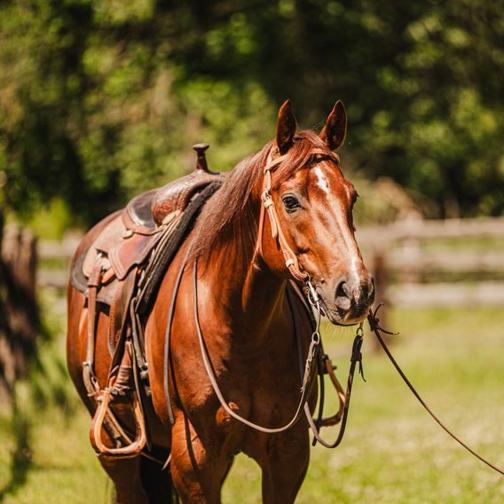 *W* Uzdečka Cassini Quick Rawhide