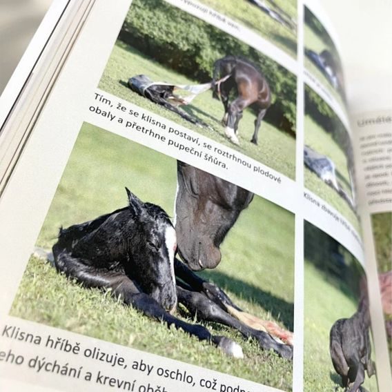 Publ Kattwinkel Hříbě od vlastní klisny - od připuštění po odstav