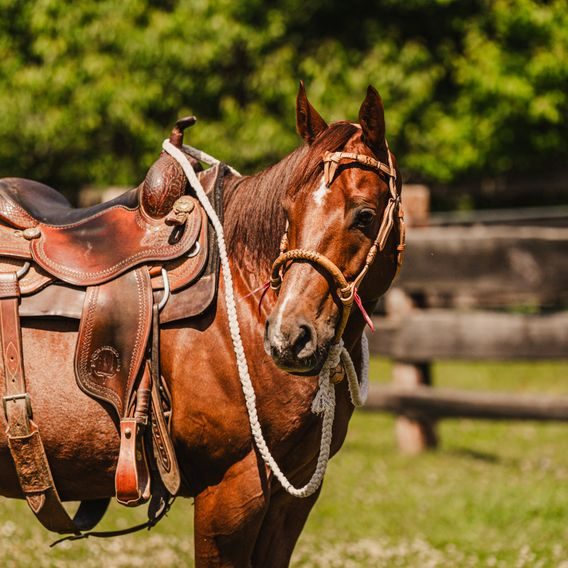 *W* Bosal Cassini Horse