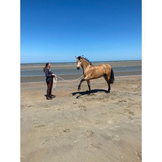 F.R.A. Flinn working line 820 cm