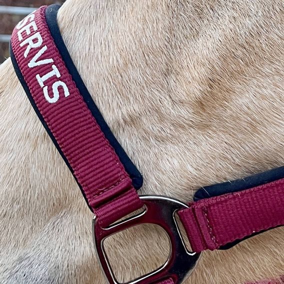 Ohlávka QHP&EQS Deluxe