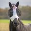 Maska na hlavu QHP Unicorn
