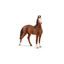 Schleich 14897 - Zvířátko - Klisna marwari