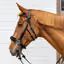 Speciální udidlo Hackamore Dy'on NE-14001