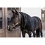 Vesta pro koně QHP elastická