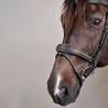 Uzdečka Dy'on Anatomic Flash Noseband USABAB