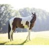 Hračka pro koně Kentucky Relax Horse Alvin DOPRODEJ