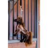 Hračka pro koně Kentucky Relax Horse Tableux DOPRODEJ