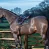 Podsedlová dečka LeMieux Loire Satin Classic KOLEKCE