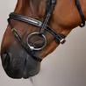 Uzdečka Dy'on Flash Noseband Bridle DY-10002