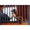 Hračka pro koně Kentucky Relax Horse Tableux DOPRODEJ
