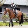 Podsedlová dečka Cavallo Cavallevie PREMIUM Kolekce 2026/27
