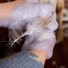 Šampon Grooming Deluxe Purple Almond