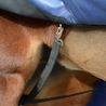 Deka termo výběhová Bucas Smartex Extra 300g Big Neck DOPRODEJ