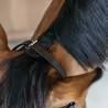 Uzdečka Dy'on Training Bridle WOXXII