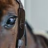 Dy'on Blinkers AB99Q
