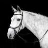 Uzdečka Horseware Micklem Bitless
