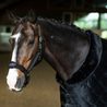 Ohlávka Equestrian Stockholm Anatomic Fleece