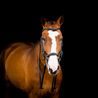 Uzdečka Horseware Micklem 2 Deluxe Competiton