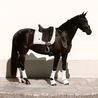 Podsedlová dečka Equestrian Stockholm Crystal White Glimmer