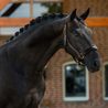 Ohlávka Equestrian Stockholm Anatomic Fleece Black blush Kolekce 2026/27