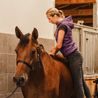 Veterinární chiropraxe a fyzioterapie - HORSE CHIRO