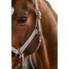 Ohlávka Cavallo Cavalrose Kolekce 2026/27