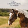 Uzdečka Equiservis Anatomická anglický nánosník