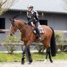 Podsedlová dečka Cavallo Cavallevie PREMIUM Kolekce 2026/27