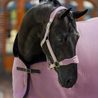 Ohlávka Equestrian Stockholm Anatomic Fleece Blush Kolekce 2026/27