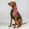 Vesta na psa Back On Track TRAKK 2.0 Visibility Dog Chest Guard 3248