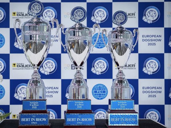 Jak vybrat štítek na pohár či medaili?