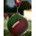 Medaillen MDLMAXM47 | American Football