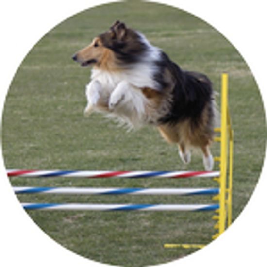 Emblém ES147 | Kynologie