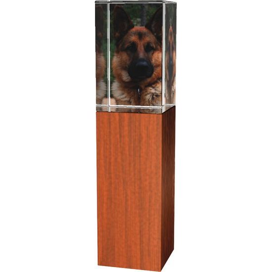 Glastrophäe -Holz-Glas kombination CR4021M17 | Kynologie