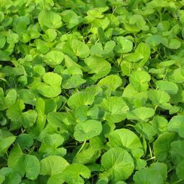 Centella asiatica o centella asiática en cosmética