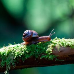 Das Wunder namens Schneckenschleim