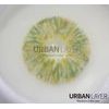 MONET GREEN Contact Lenses