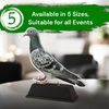 Ostrava Pigeon Trophy