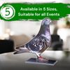 Cannes Pigeon Trophy