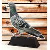 Ostrava Pigeon Trophy