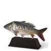 Ostrava Bream Fish Trophy